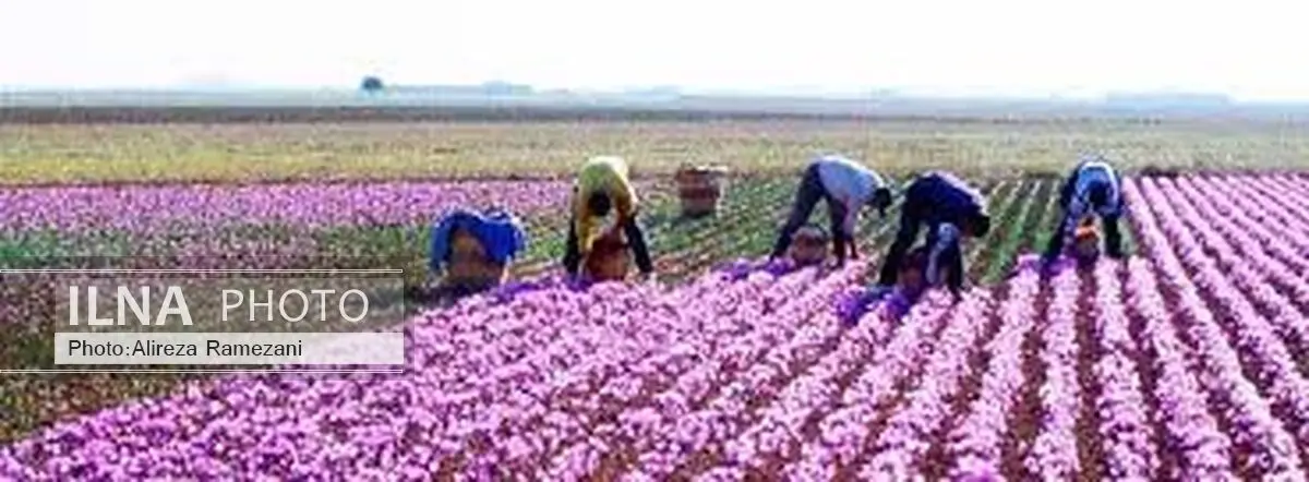 برگزاری تورهای گردشگری زعفران در تربت‌حیدریه و زاوه