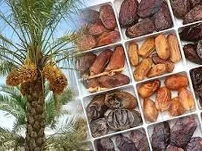 ارزآوری ۴۰۰ میلیون دلاری خرما برای ایران/ موانع صادراتی را کم‌ کنید