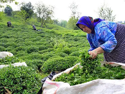  چای ارزان برای عده ای سود آور است 