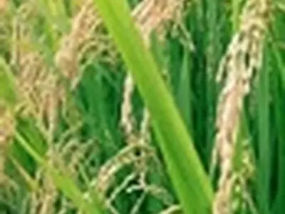 پیش بینی تولید بیش از ۶۰ هزار تن شلتوک در شالیزارهای قائم شهر