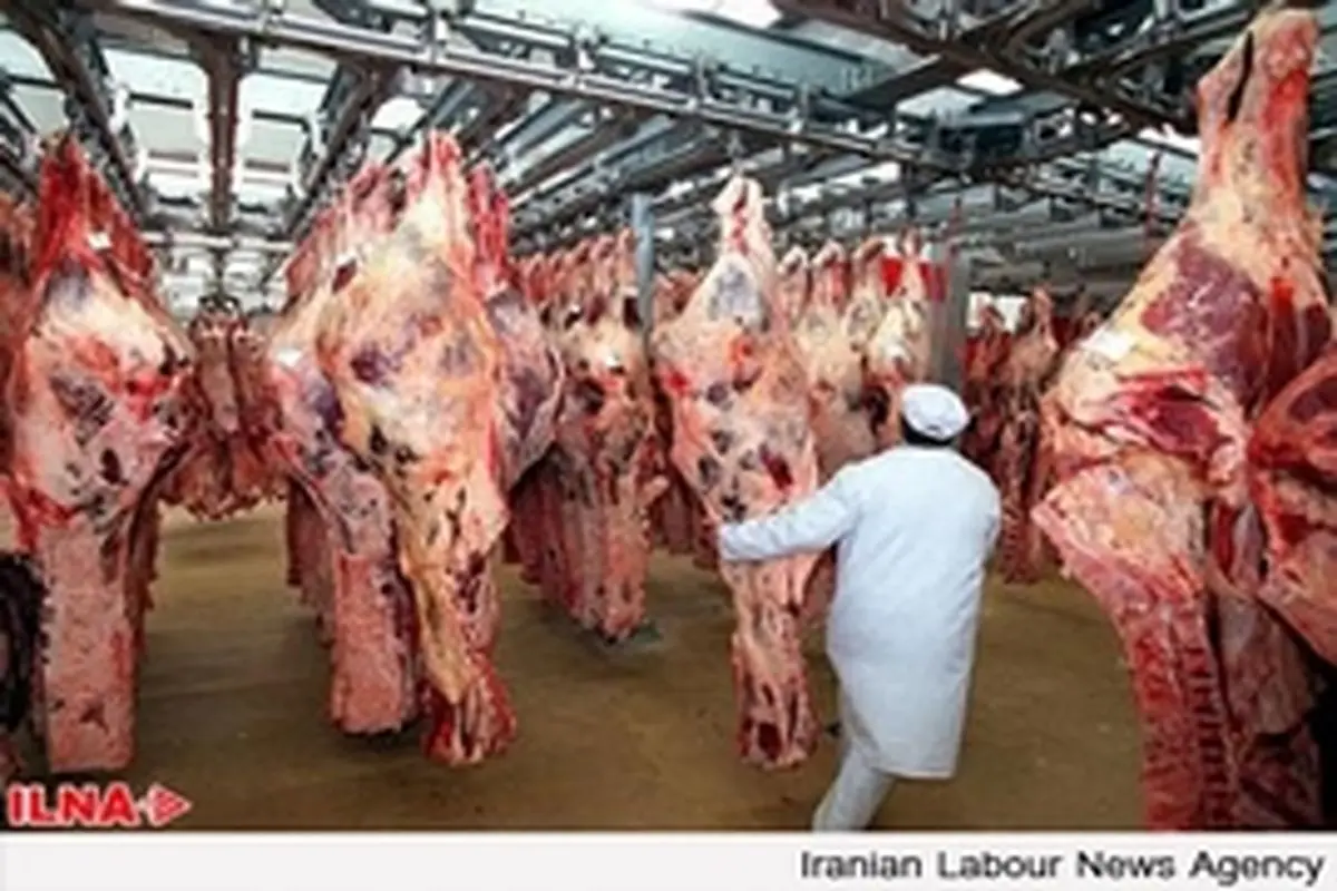 استفاده از گوشت گربه در فرآوردههای گوشتی کذب است