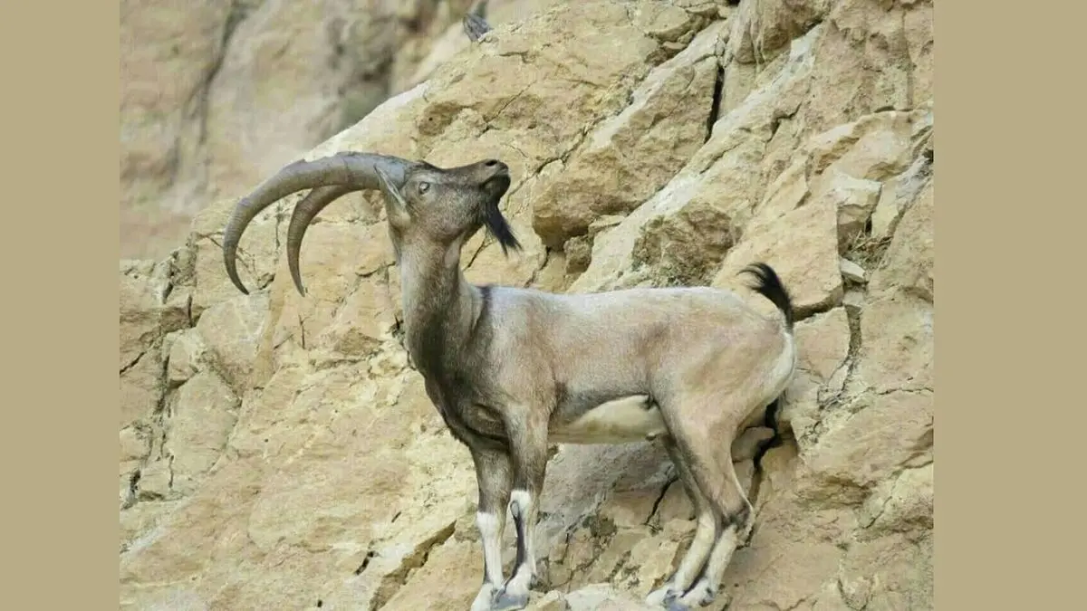 جولان بزهای کوهی در مناطق مرزی سردشت