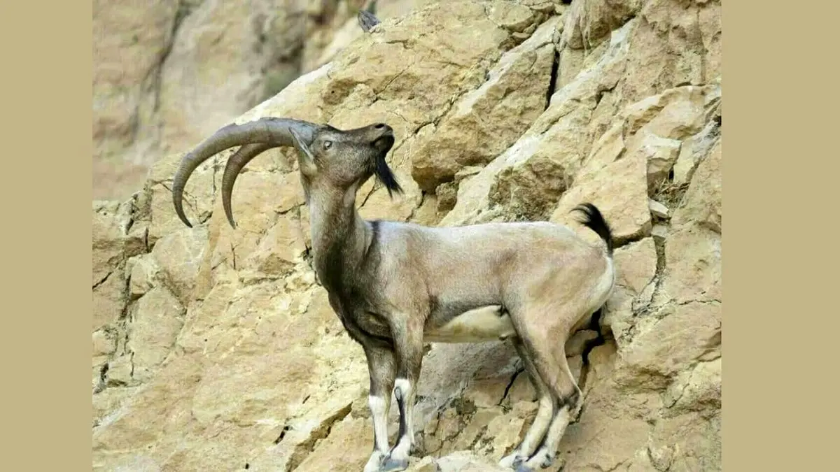 جولان بزهای کوهی در مناطق مرزی سردشت
