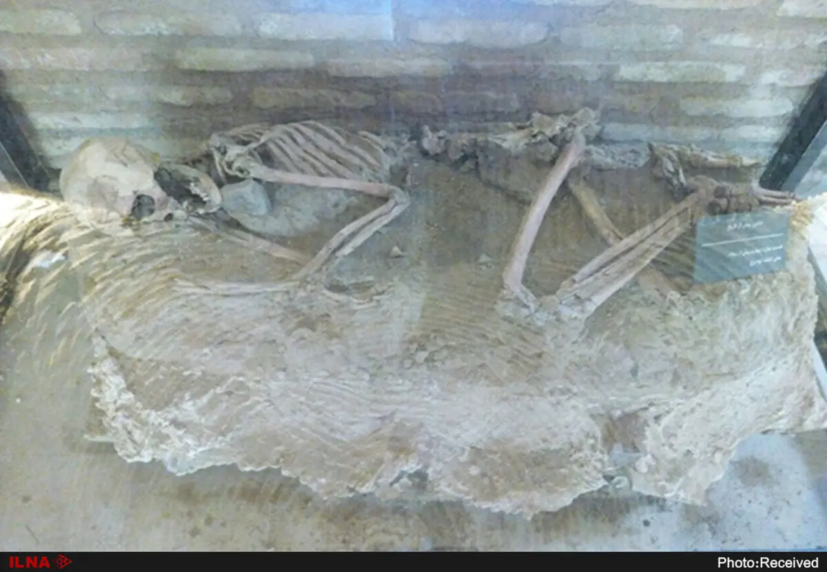 نمایش اسکلت 5500 ساله در موزه باستان‌شناسی نیشابور