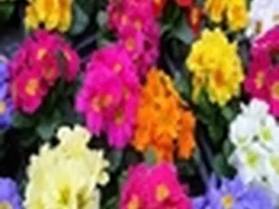 نمایشگاه بزرگ خوشه صنعتی گل و گیاه زینتی در مازندران برگزار می شود