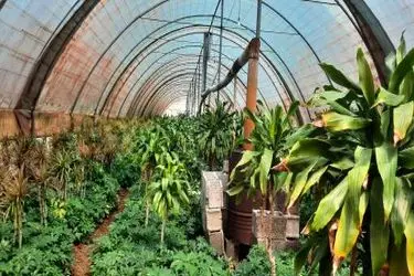 افتتاح ۴۳ طرح کشاورزی در گیلان 