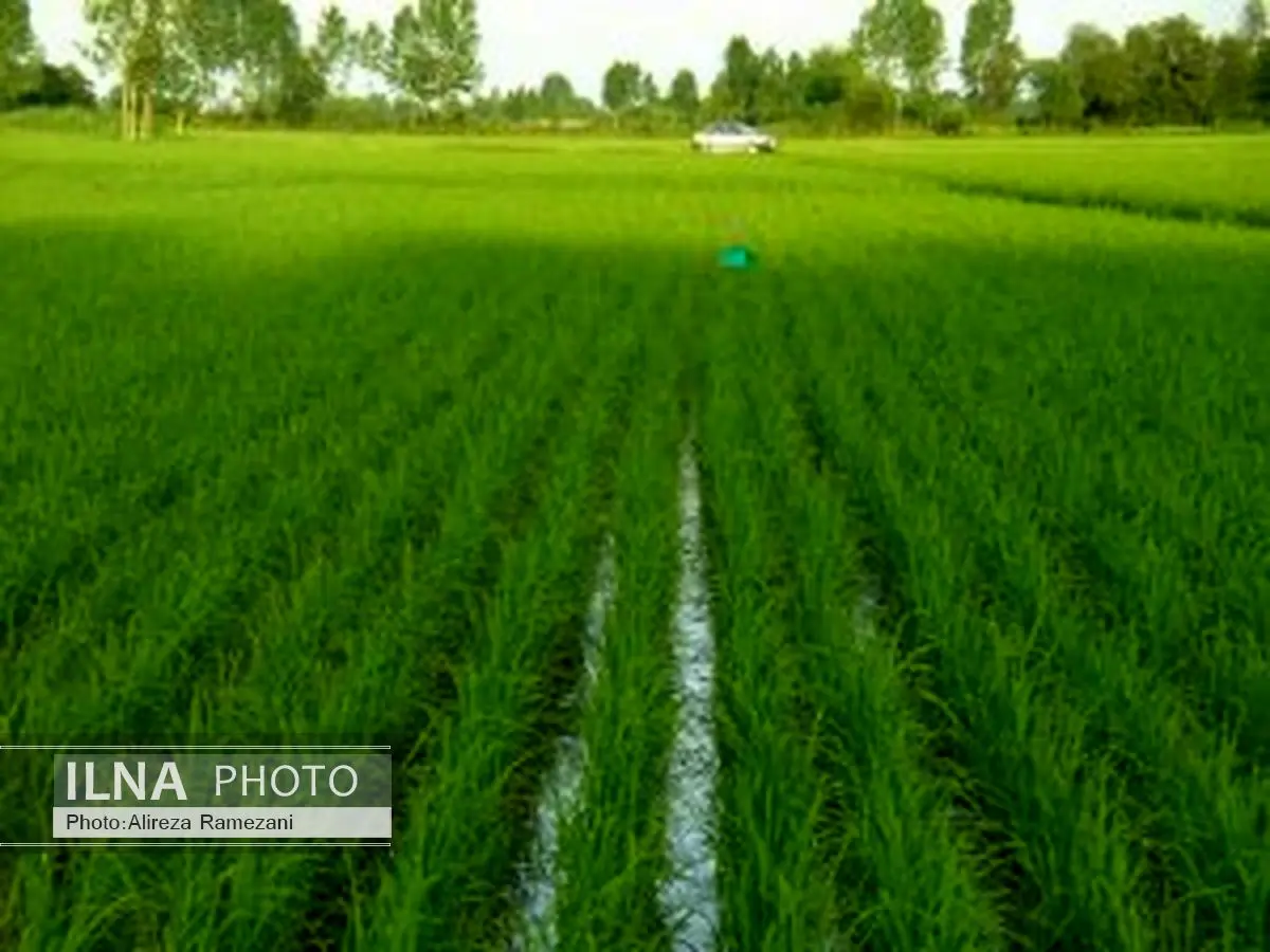 کاهش 75 درصدی سطح کشت برنج در استان اصفهان 