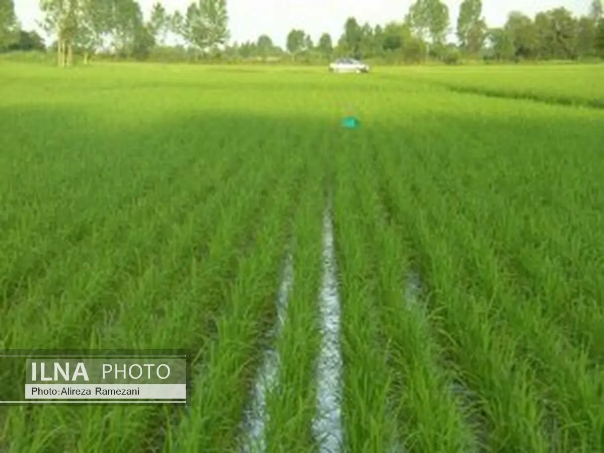 کاهش 75 درصدی سطح کشت برنج در استان اصفهان 