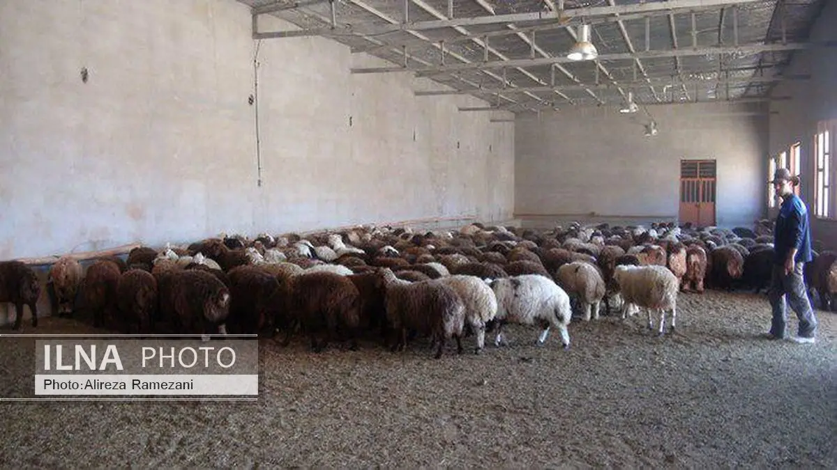 بهره‌برداری از دو پروژه پرواربندی گوسفند و  آبیاری بارانی در هرسین