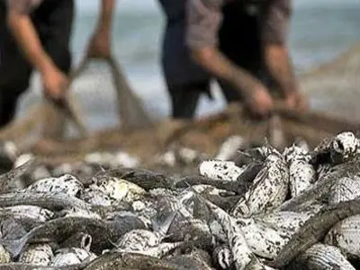 صید ۷۰۳ تن ماهی استخوانی از دریای خزر در گیلان