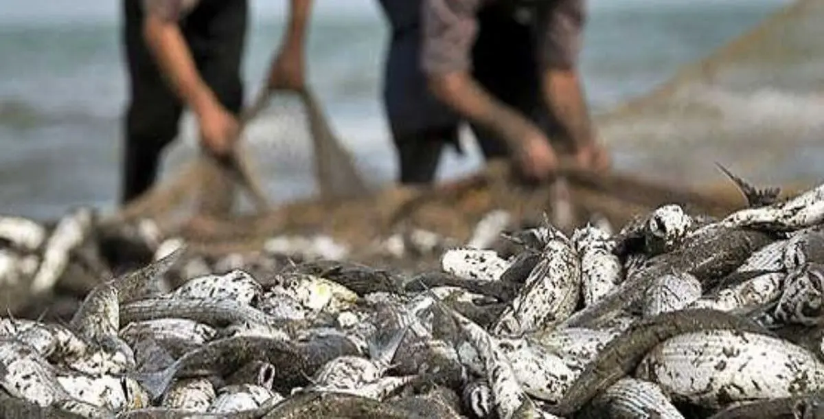 صید ۷۰۳ تن ماهی استخوانی از دریای خزر در گیلان