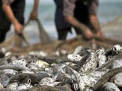 صید ۷۰۳ تن ماهی استخوانی از دریای خزر در گیلان