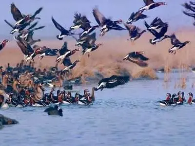 آغاز سرشماری سالانه پرندگان آبزی در پارک ملی دریاچه ارومیه