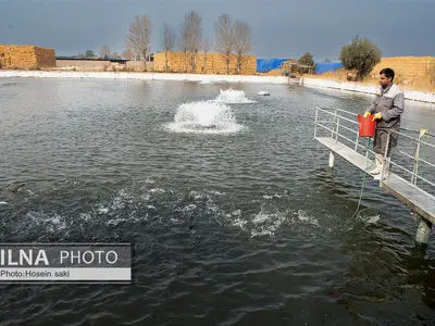 طی یک سال گذشته سه هزار و ۵۰۰ تن ماهی خاویاری در مازندران تولید شد