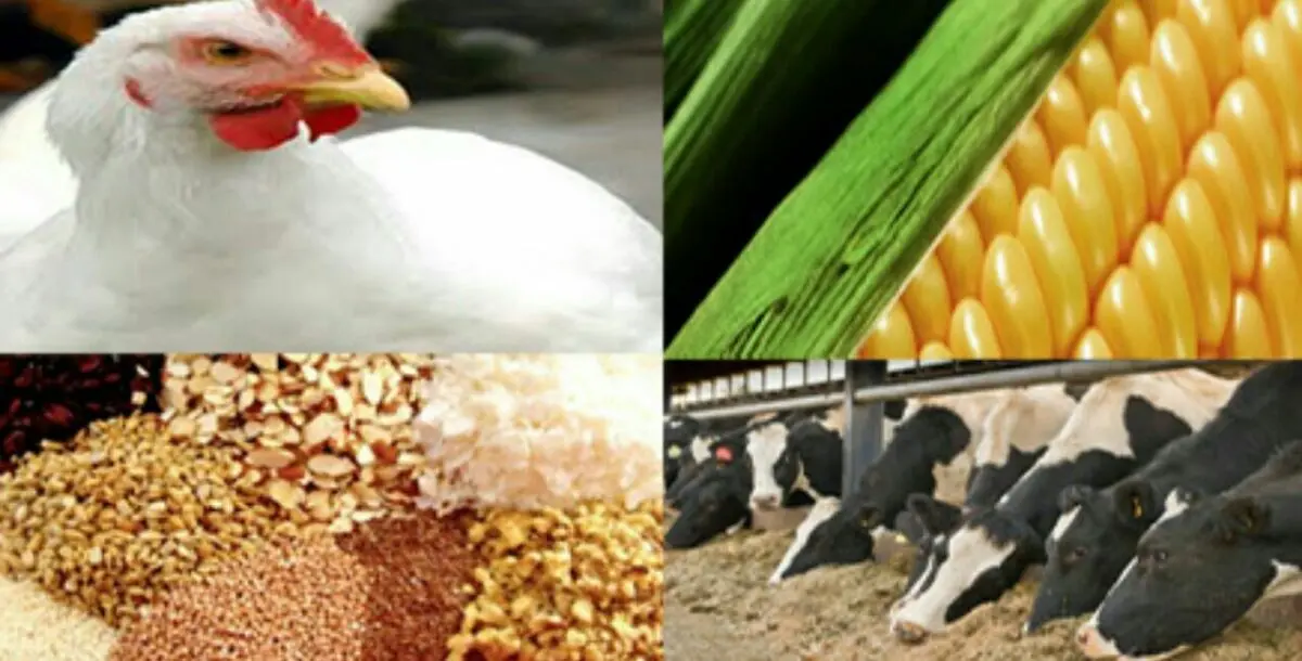 عرضه نهاده به دامدارانی که محصولات خود را با قیمت دولتی عرضه کنند/ در البرز کمبود شکر نداریم