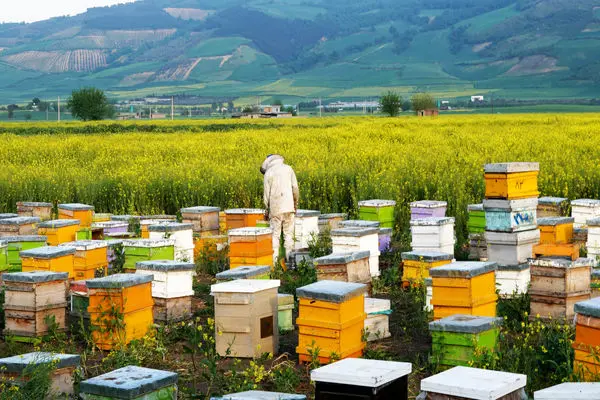 امضای تفاهم‌نامه هویت‌گذاری کلنی‌های زنبور عسل در کشور