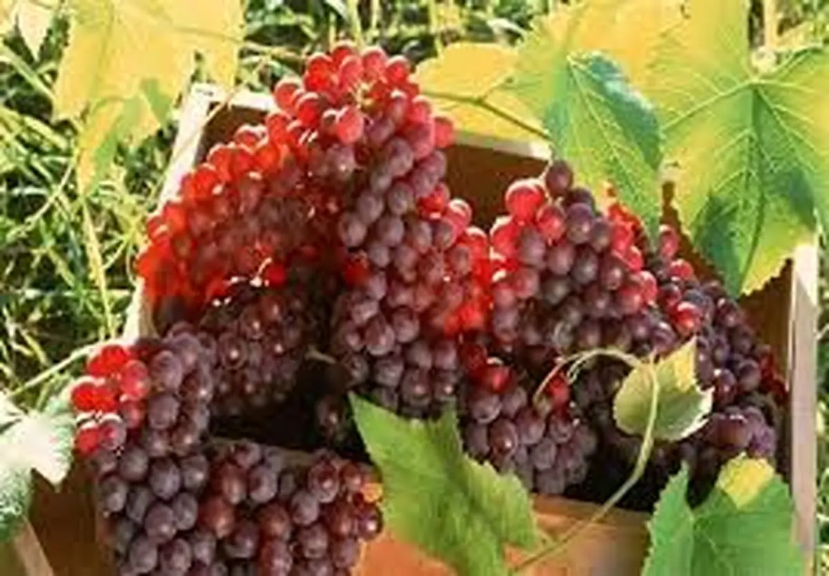 سرمازدگی برداشت انگور استان مرکزی را به شدت کاهش داد