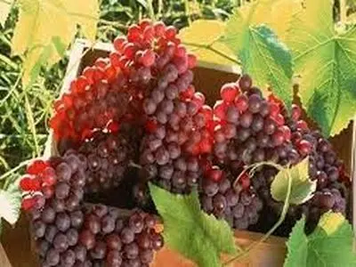 سرمازدگی برداشت انگور استان مرکزی را به شدت کاهش داد