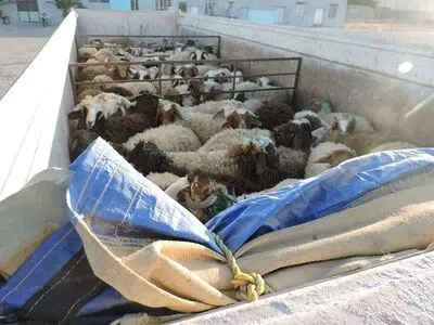توقیف محموله‌ی احشام قاچاق در آغاجاری