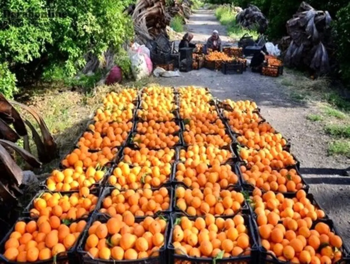 برگزاری چهارمین جشنواره ملی مرکبات در قائم‌شهر