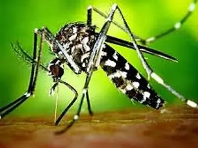 احتمال گسترش فعالیت پشه آئدس در جنوب کرمان وجود دارد