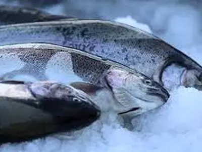 ۶۰ تن ماهی سالمون به کشورهای روسیه و آذربایجان صادر شده است