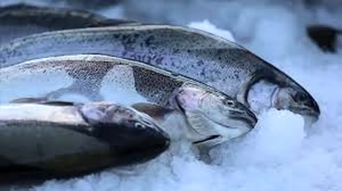 ۶۰ تن ماهی سالمون به کشورهای روسیه و آذربایجان صادر شده است