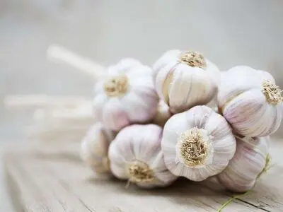 ساده‌ترین راه برای جلوگیری از جوانه زدن سیر