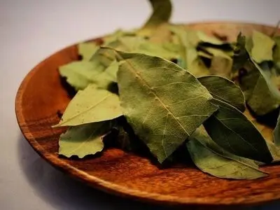 خواص برگ بو برای زیبایی پوست و پرپشتی مو