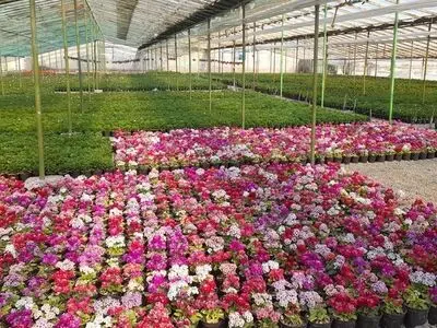 بزرگترین شهرک گلخانه‌ای آق قلا در حال ساخت است