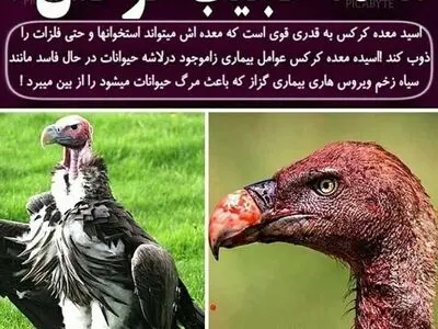 کرکس‌ها حتی گلوله هم در معده شان هضم می‌شود!