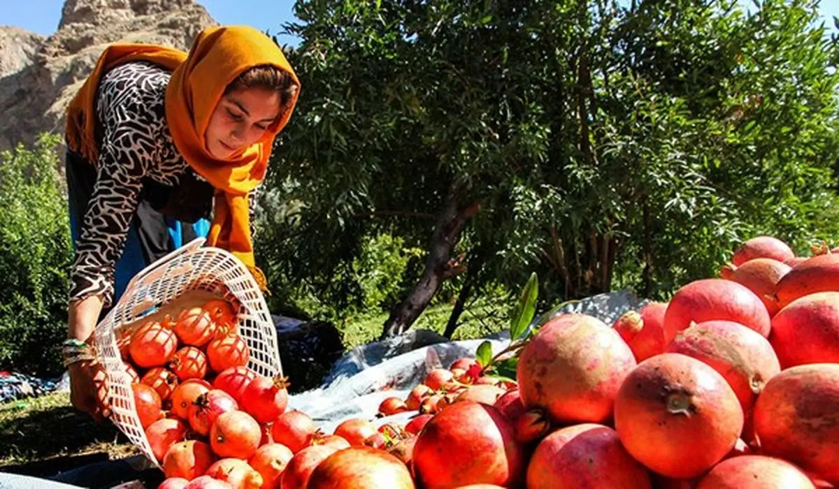 برداشت ۸ هزار تن انار در شهرستان سبزوار