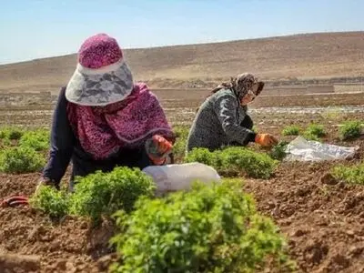 معافیت از پرداخت عوارض تمدید پروانه چرای دام با ارائه طرح‌های مناسب مرتع‌داری