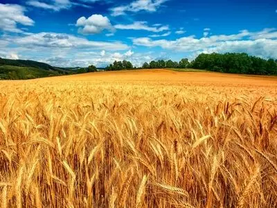 بهای جو به کشاورزان پرداخت شد 