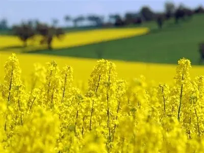 کشاورزان نگران تحویل کلزا نباشند/ حمل و نقل ریلی صرفه اقتصادی بالایی دارد
