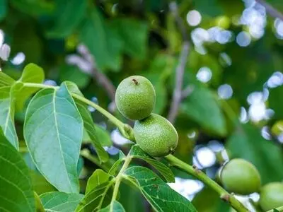 راهنمای خرید نهال گردو