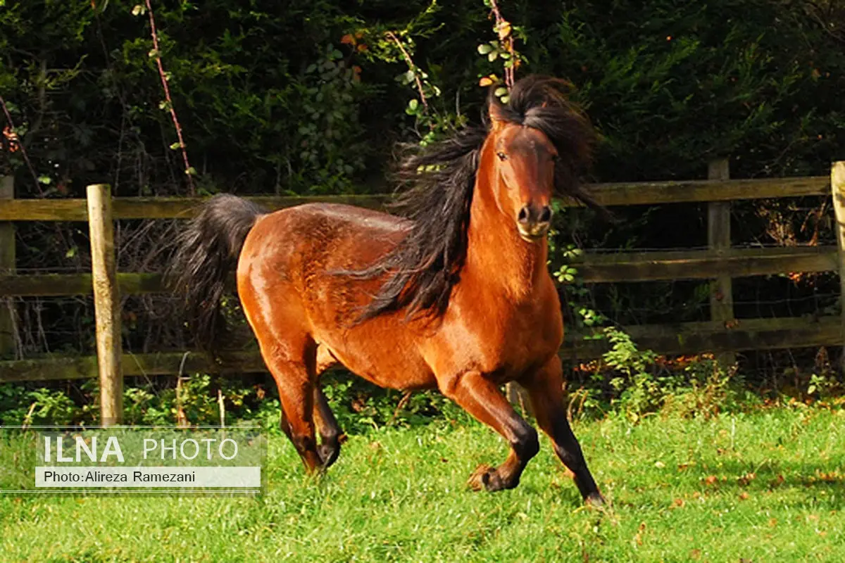 جشنواره بین المللی زیبایی اسب کاسپین در گیلان برگزار می‌شود