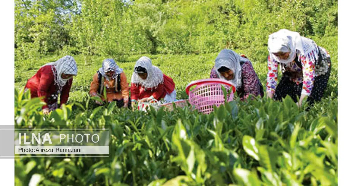 سهم ۸۰ درصدی زنان در اشتغال کشور