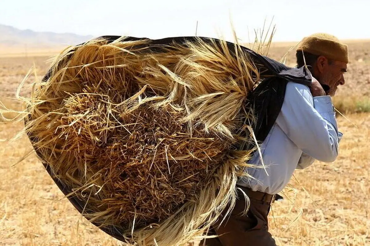 خروج گندم از چرخه خرید تضمینی