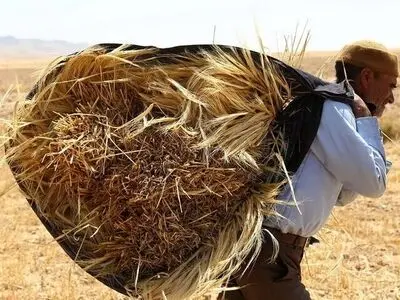 خروج گندم از چرخه خرید تضمینی 