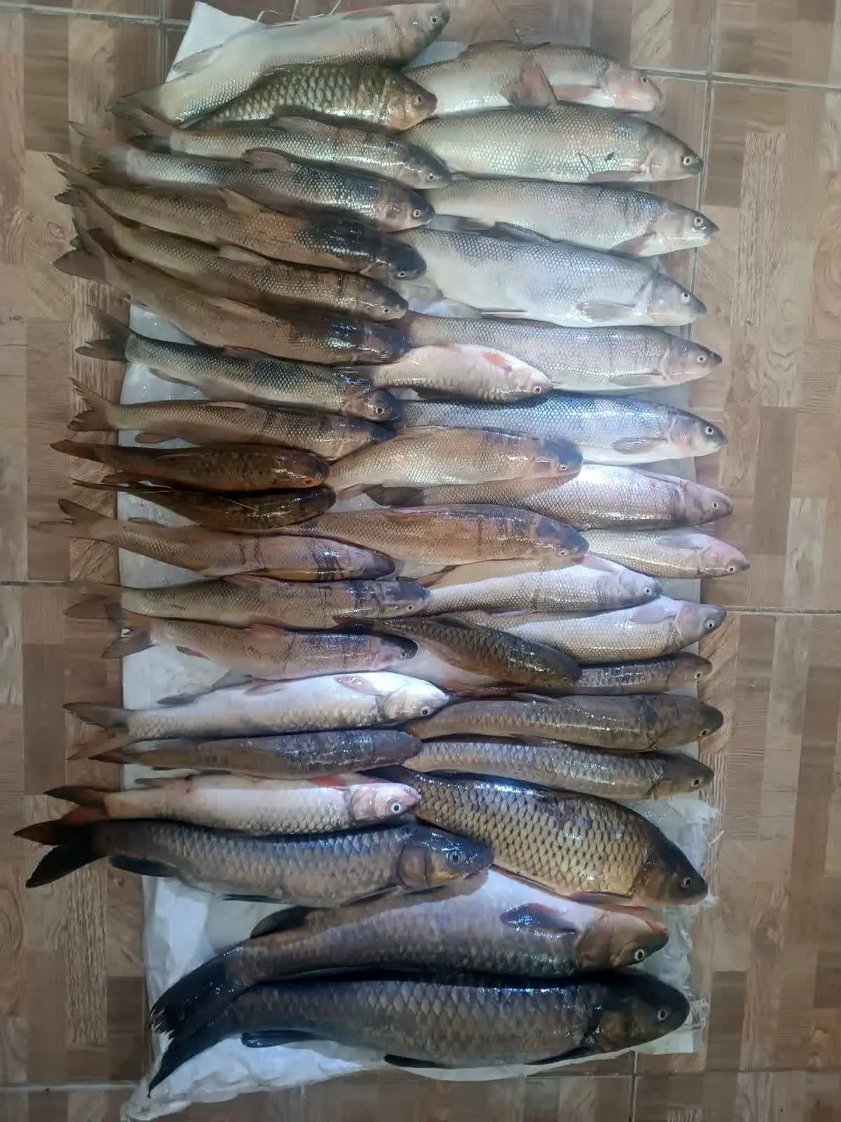 دستگیری متخلفان صید غیرمجاز در سد سلمان فارسی