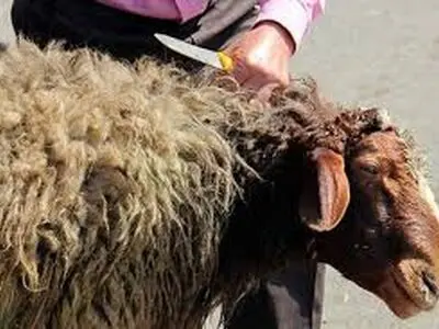 تشکیل ۹۲ گروه نظارت بهداشتی و شرعی بر کشتار دام‌های قربانی ویژه ایام تاسوعا و عاشورا