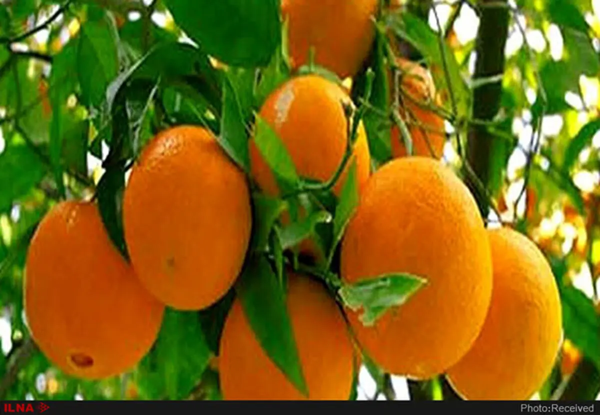 قیمت مرکبات منطقی است