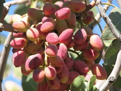  320 هزار هکتار از اراضی کشت پسته بارور است