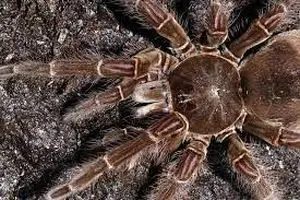 ویدئویی از شکار مارمولک توسط عنکبوت