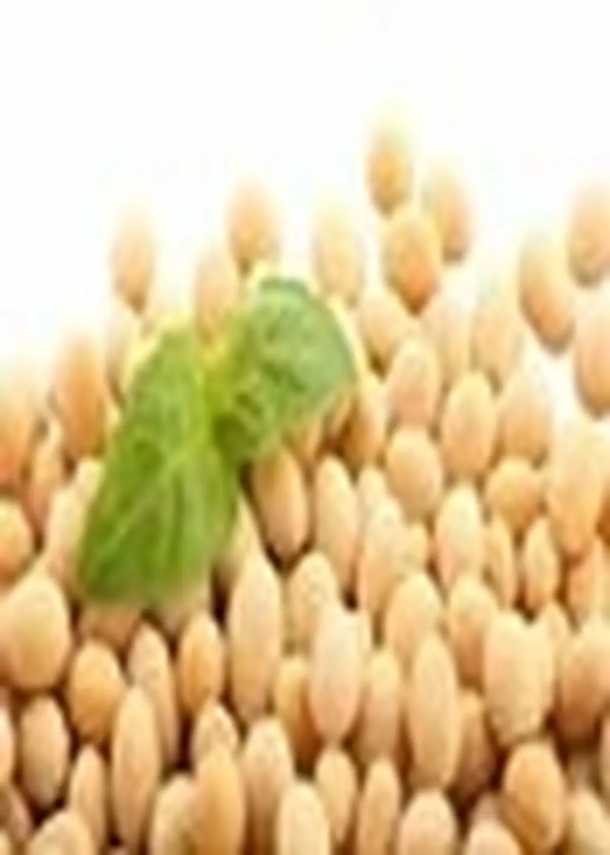 پیش بینی تولید بیش از ۳۲ هزار تن دانه روغن سویا در مازندران