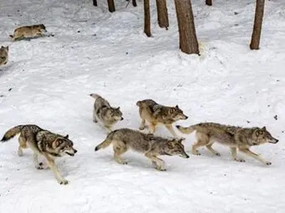 هشدار محیط زیست آذربایجان غربی درباره حضور حیات وحش در مناطق مسکونی/ در صورت مشاهده با ۱۵۴۰ تماس بگیرید