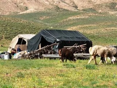 ۲.۵ برابر ظرفیت در مراتع کشور، چرای دام انجام می‌شود 