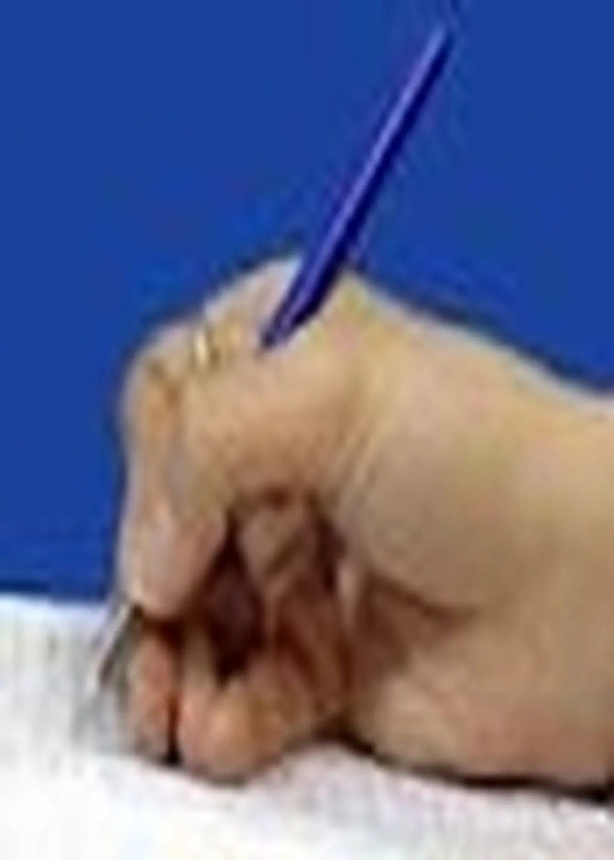 افتتاح خانه روزنامه‌نگاران در ساری