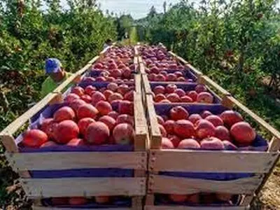 برداشت ۶۸۰ هزار تن سیب در آذربایجان شرقی